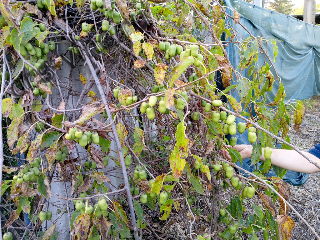 aktinidiya_kivi_2_1024_768