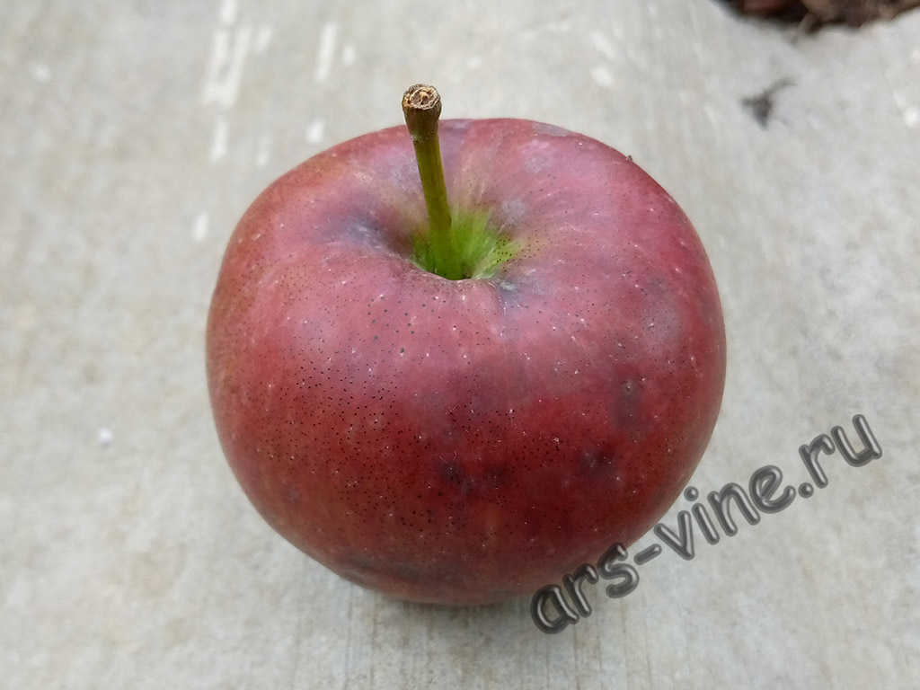 Apple Hazen Apple Hazen