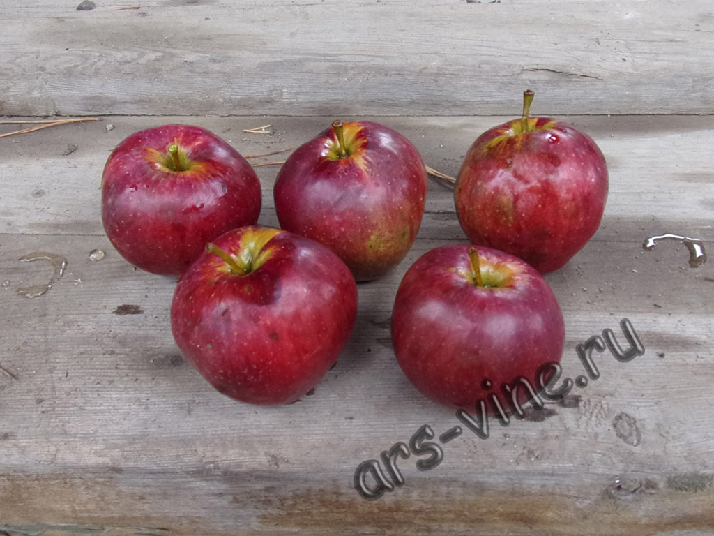 Северо-американские сорта яблонь в Приморском крае