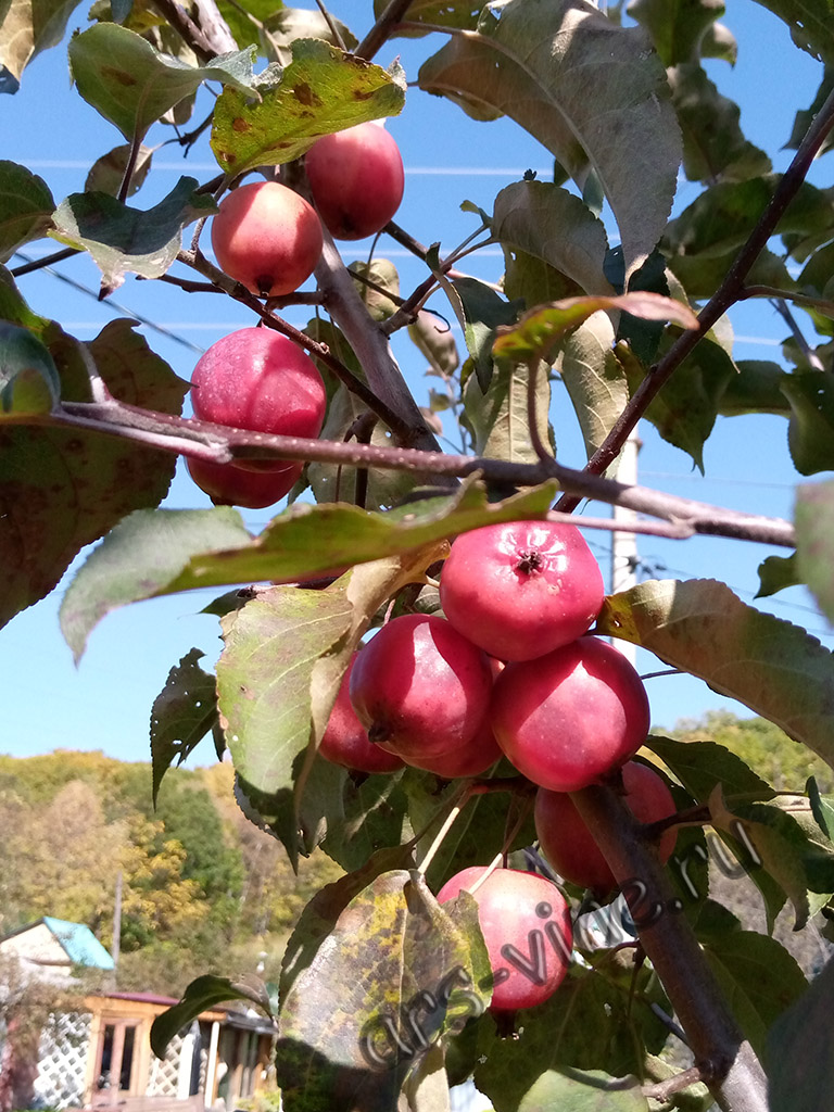 Ранетка-скелетообразователь А30-2-147 Ранетка-скелетообразователь А30-2-147