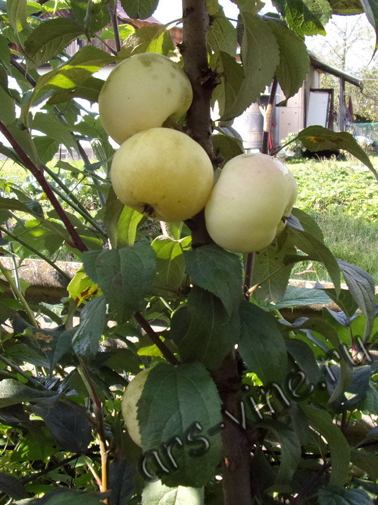 Колонновидные яблони в Приморском крае