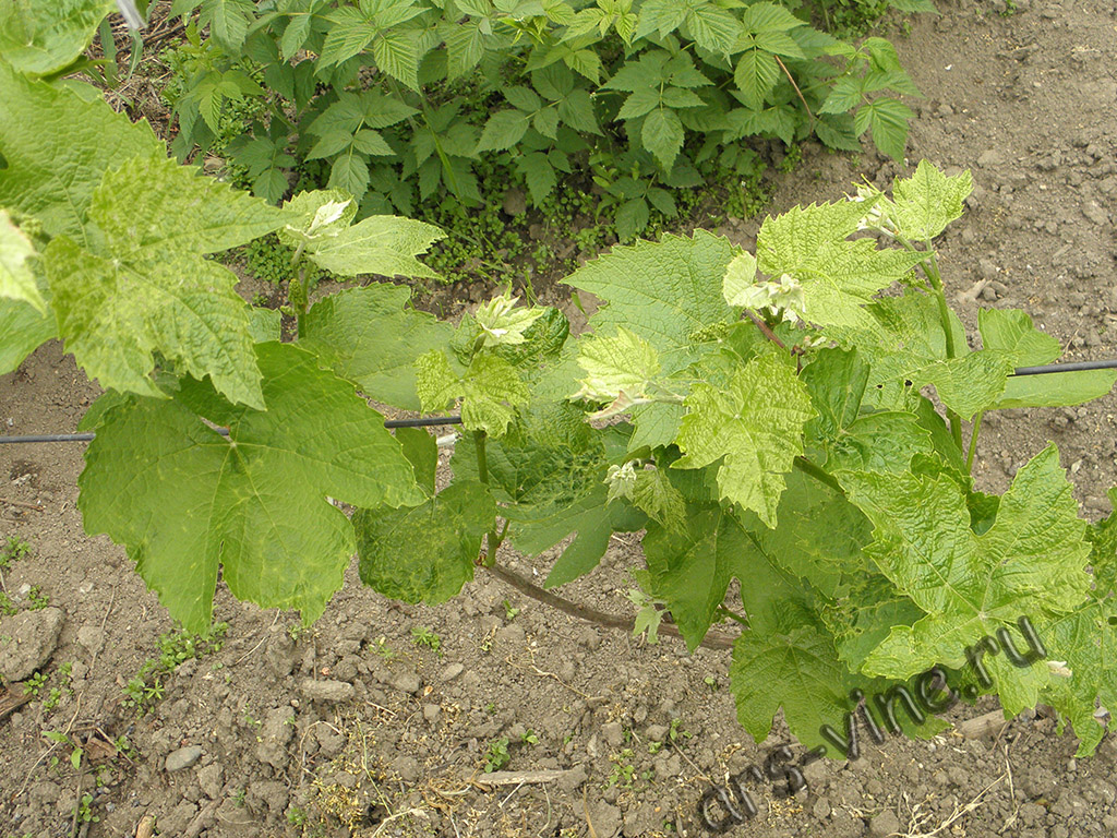 vinograd_pochkovyj_kleshh_1_1024_768