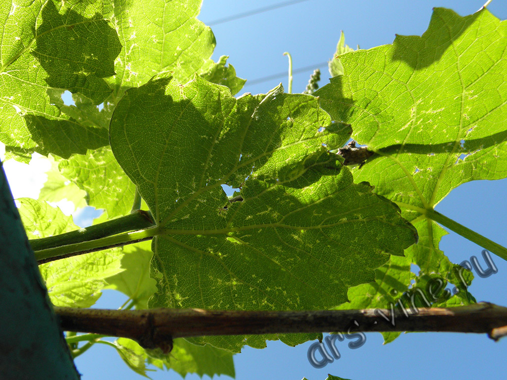 vinograd_pochkovyj_kleshh_9_1024_768