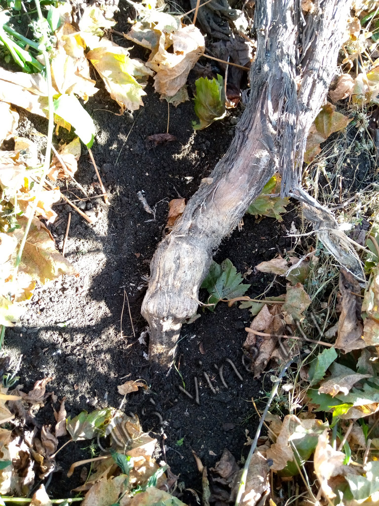 vinograd_tonkij_podvoj_2_1024_768