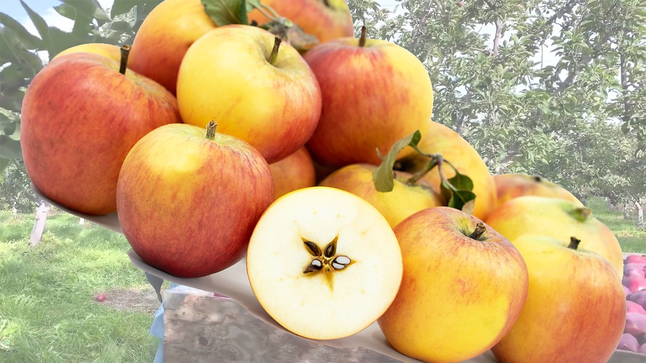 Baker’s Delicious Apples (Яблоня Бэкерс Делишес)