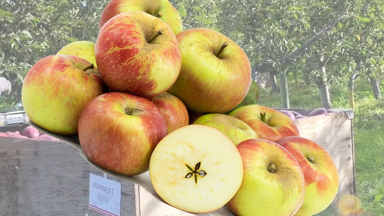 Baldwin Apples (Яблоня Болдуин)