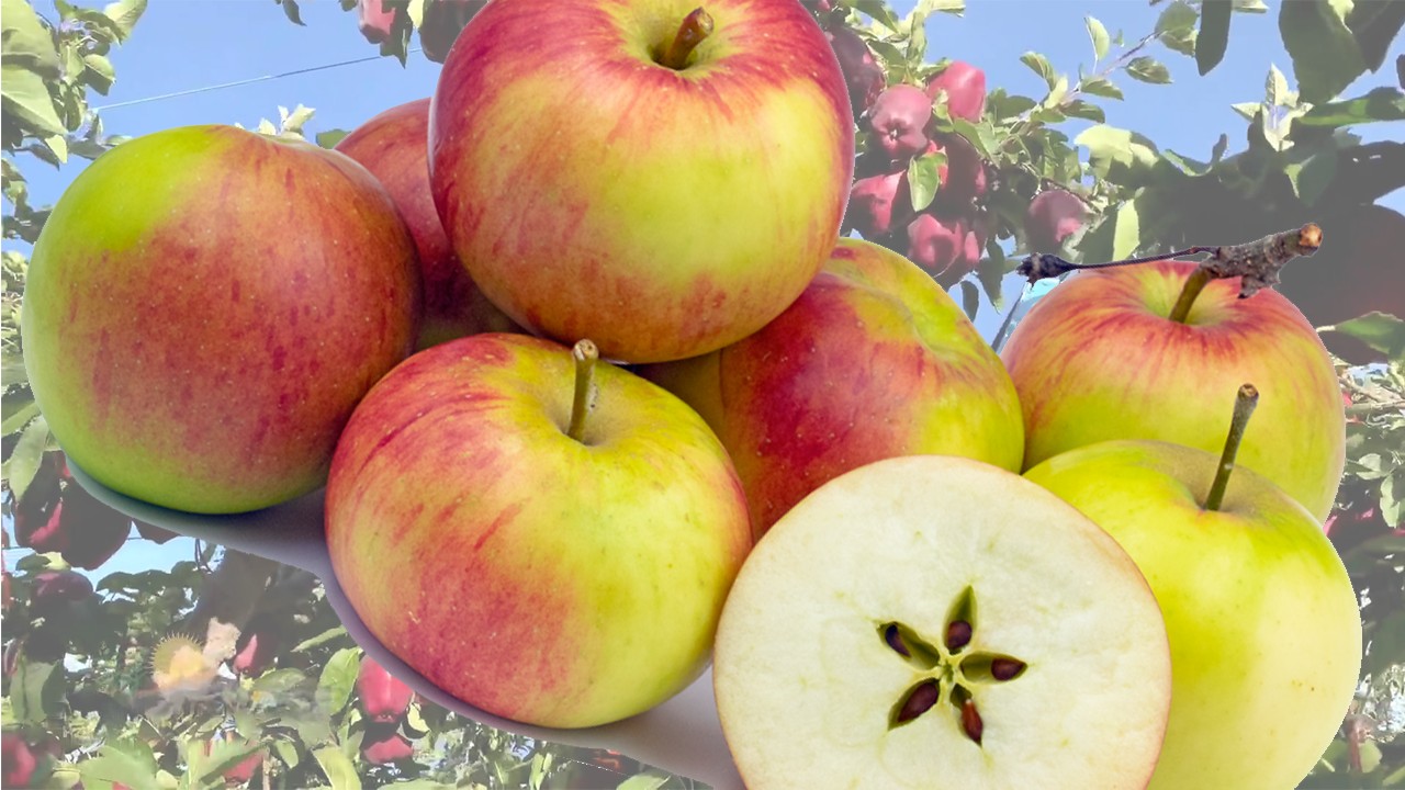 Barnack Beauty Apples (Яблоня Барнак Бьюти)