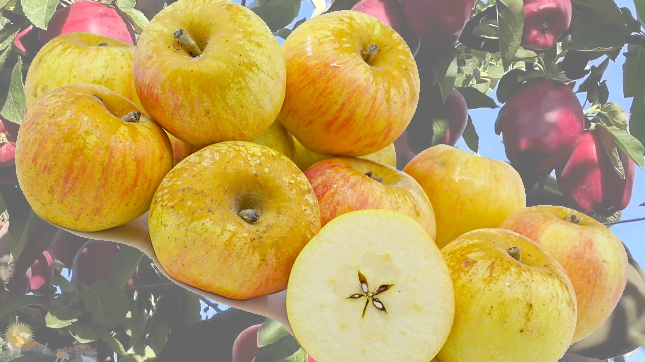 Belle de Boskoop Apples (Яблоня Бэлле де Боскуп)
