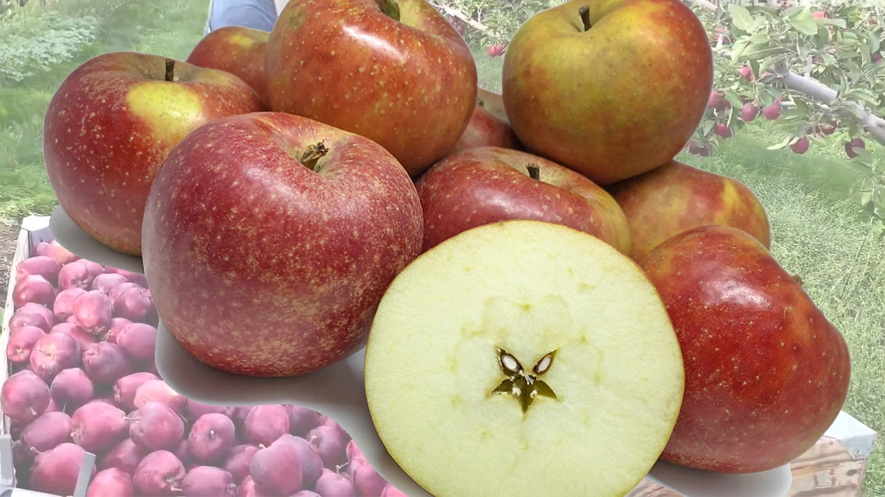 Red Belle de Boskoop Apples (Яблоня Рэд Бэлли де Боскуп)