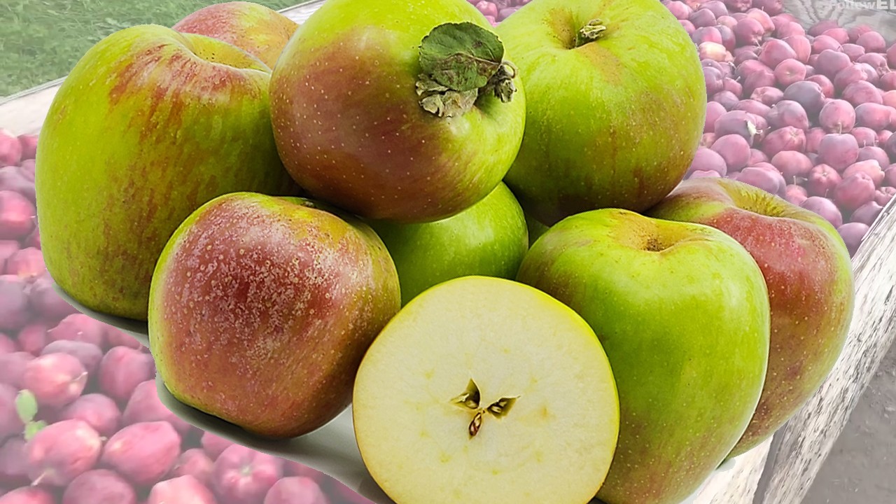 Belle de Tours Apples (Яблоня Бэлли де Турс)