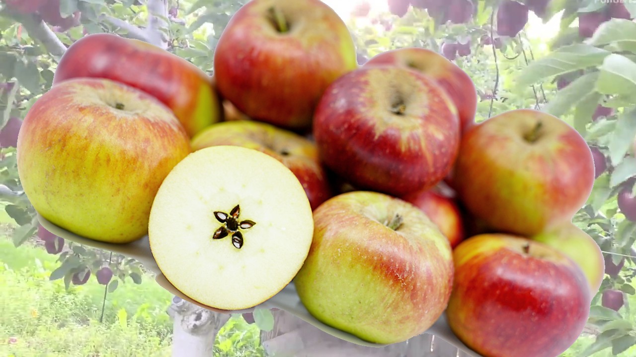 Black Twig Apples (Яблоня Блэк Твиг)