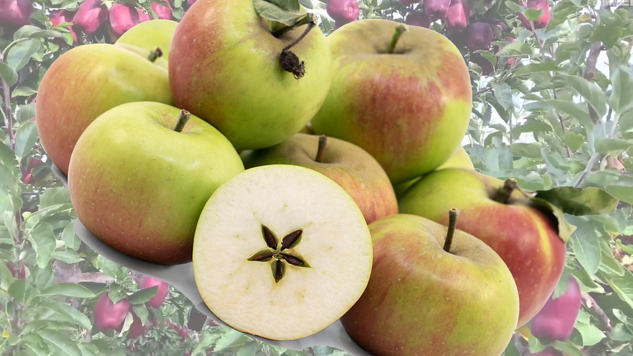 Blenheim Orange Apples (Яблоня Бленхейм Орэнж)