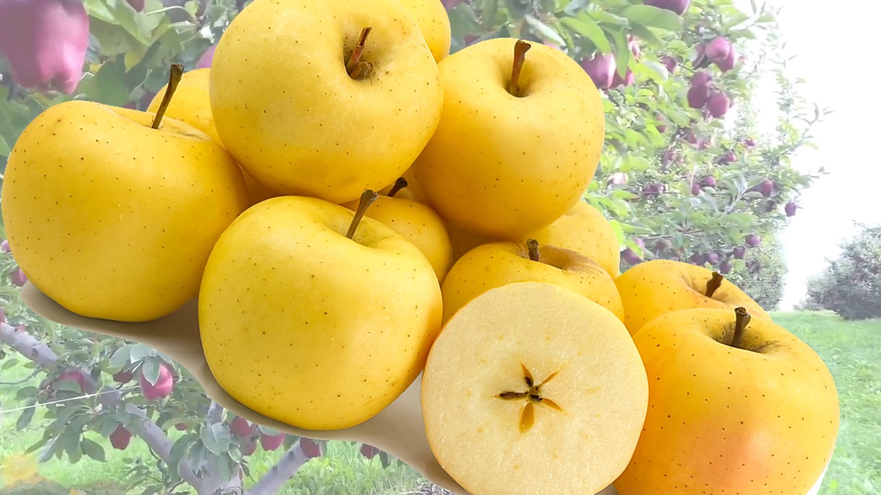 Blondee Apples (Яблоня Блонди)
