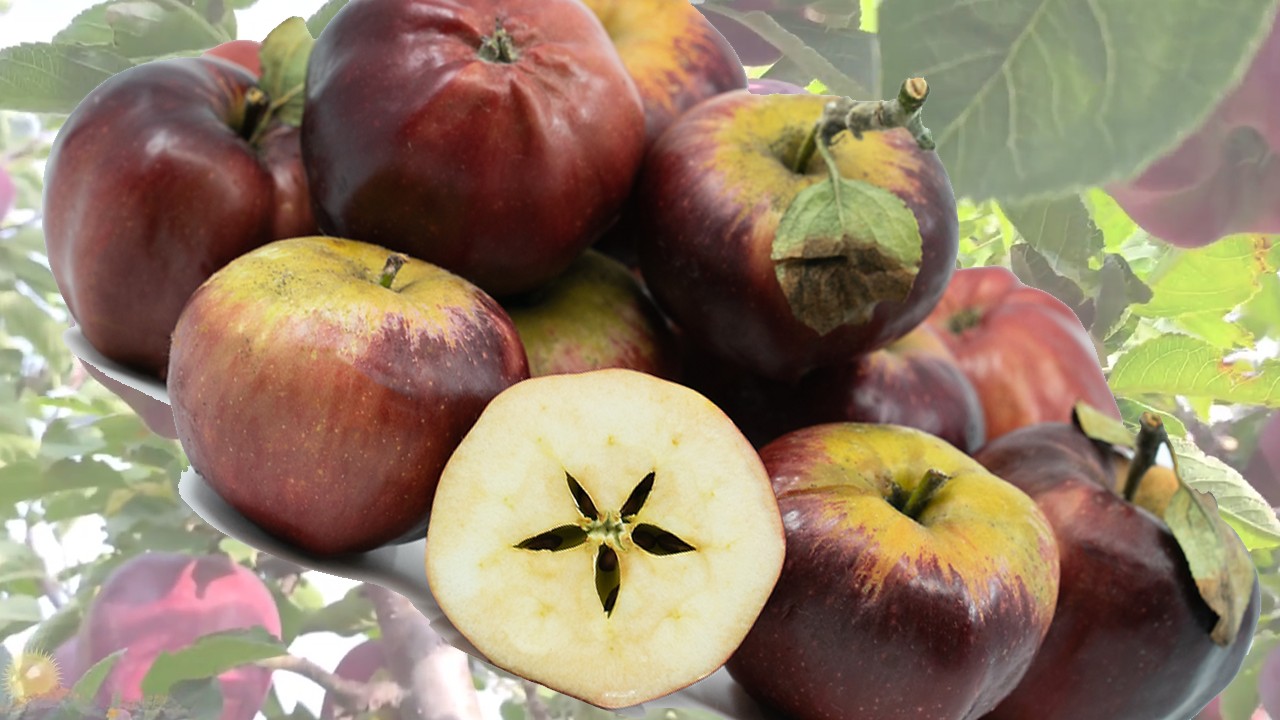 Bloody Ploughman Apples (Яблоня Блуди Плагмен)