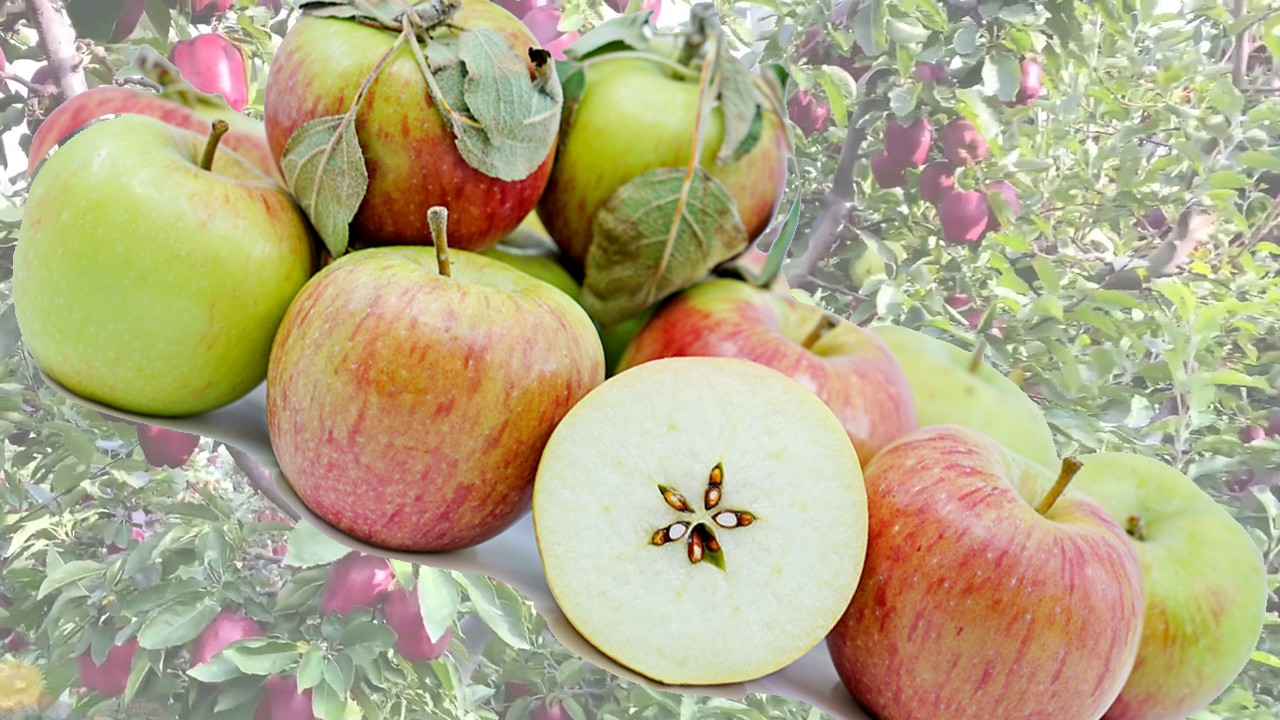 Braeburn Apples (Яблоня Брейберн)