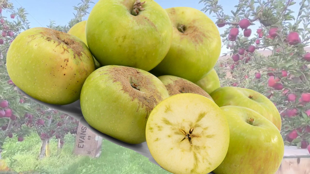 Bramley Apples (Яблоня Брамли)