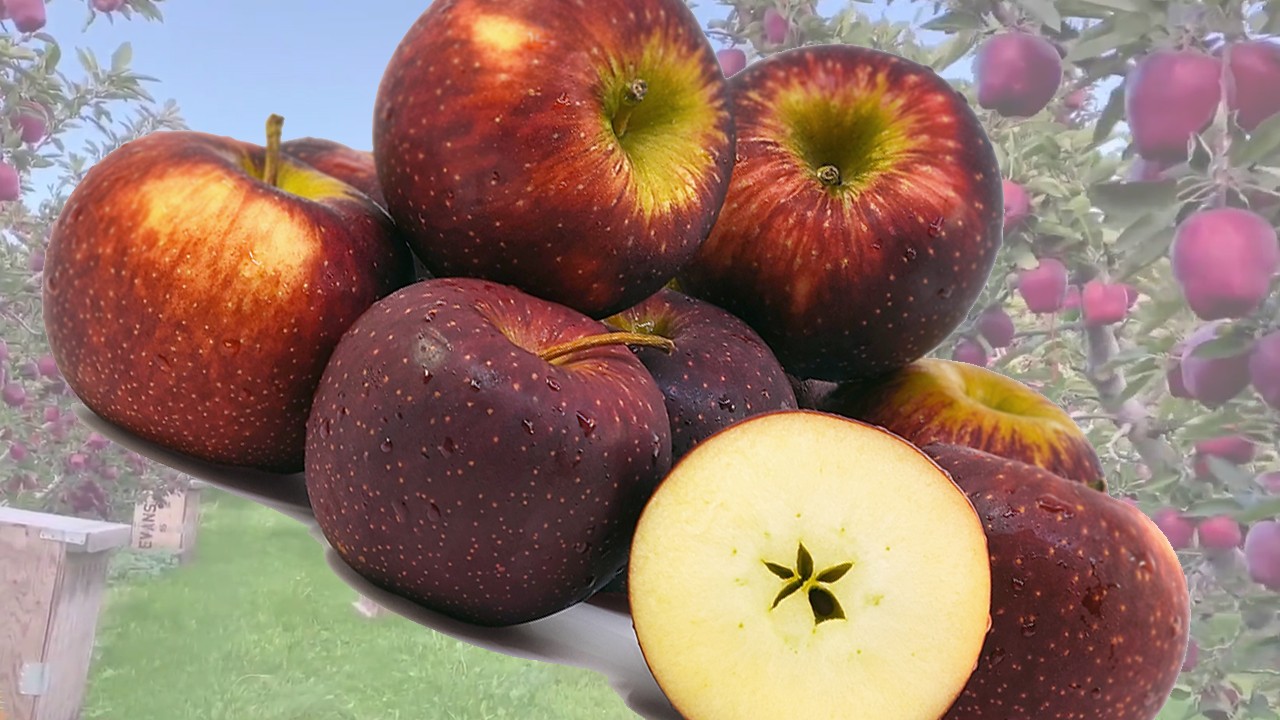 Bravo Apples (Яблоня Браво)
