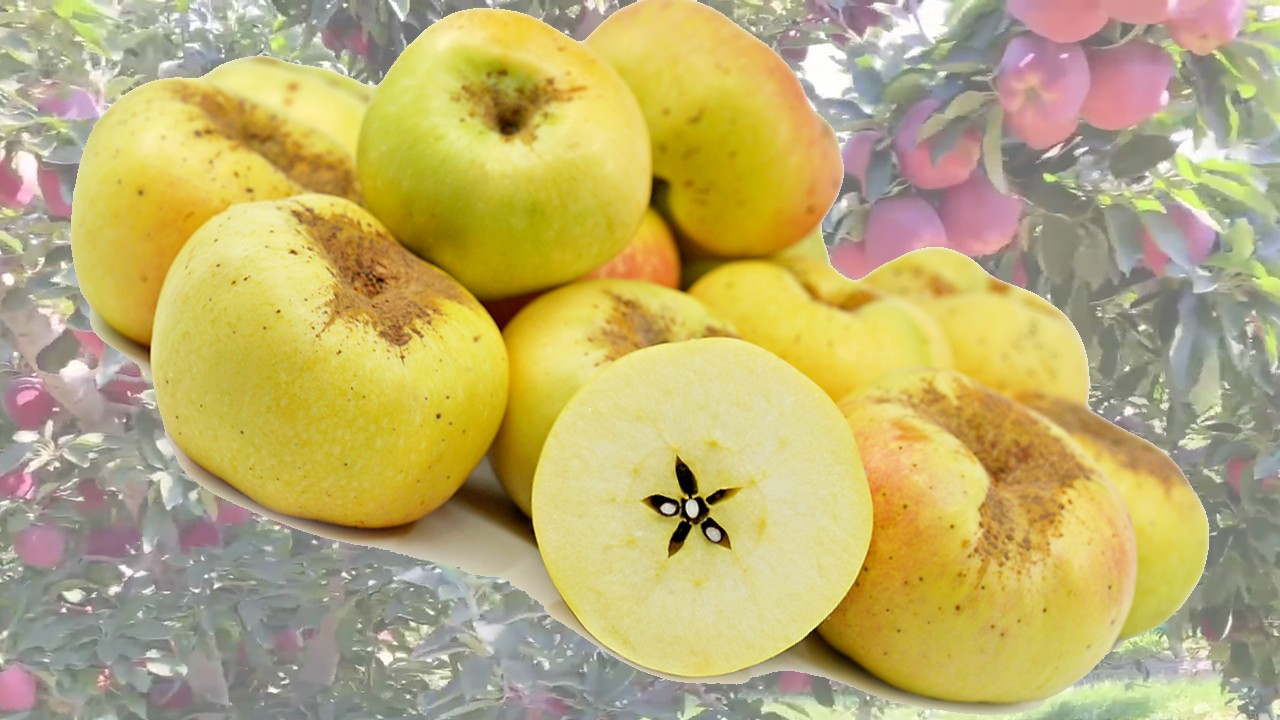Calville Blanc d’Hiver Apples (Яблоня Кальвиль Блан д’Ивер) Calville Blanc d’Hiver Apples (Яблоня Кальвиль Блан д’Ивер)