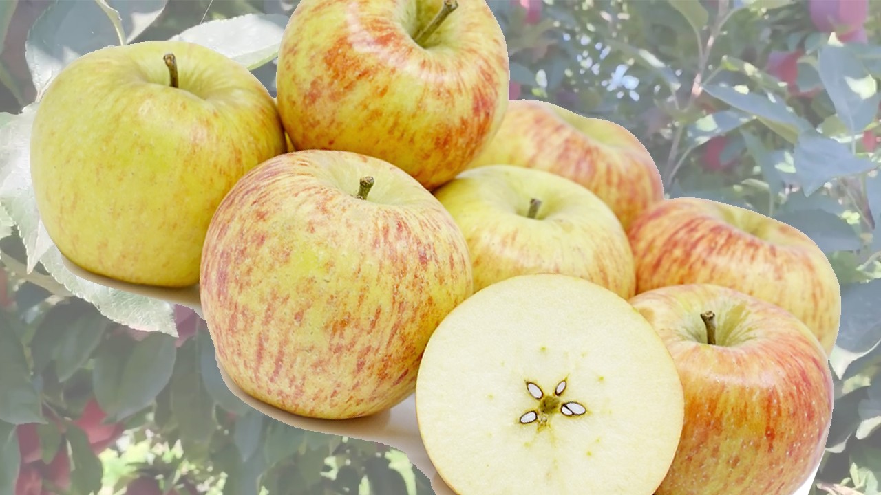 Cameo Apples (Яблоня Камео) Cameo Apples (Яблоня Камео)