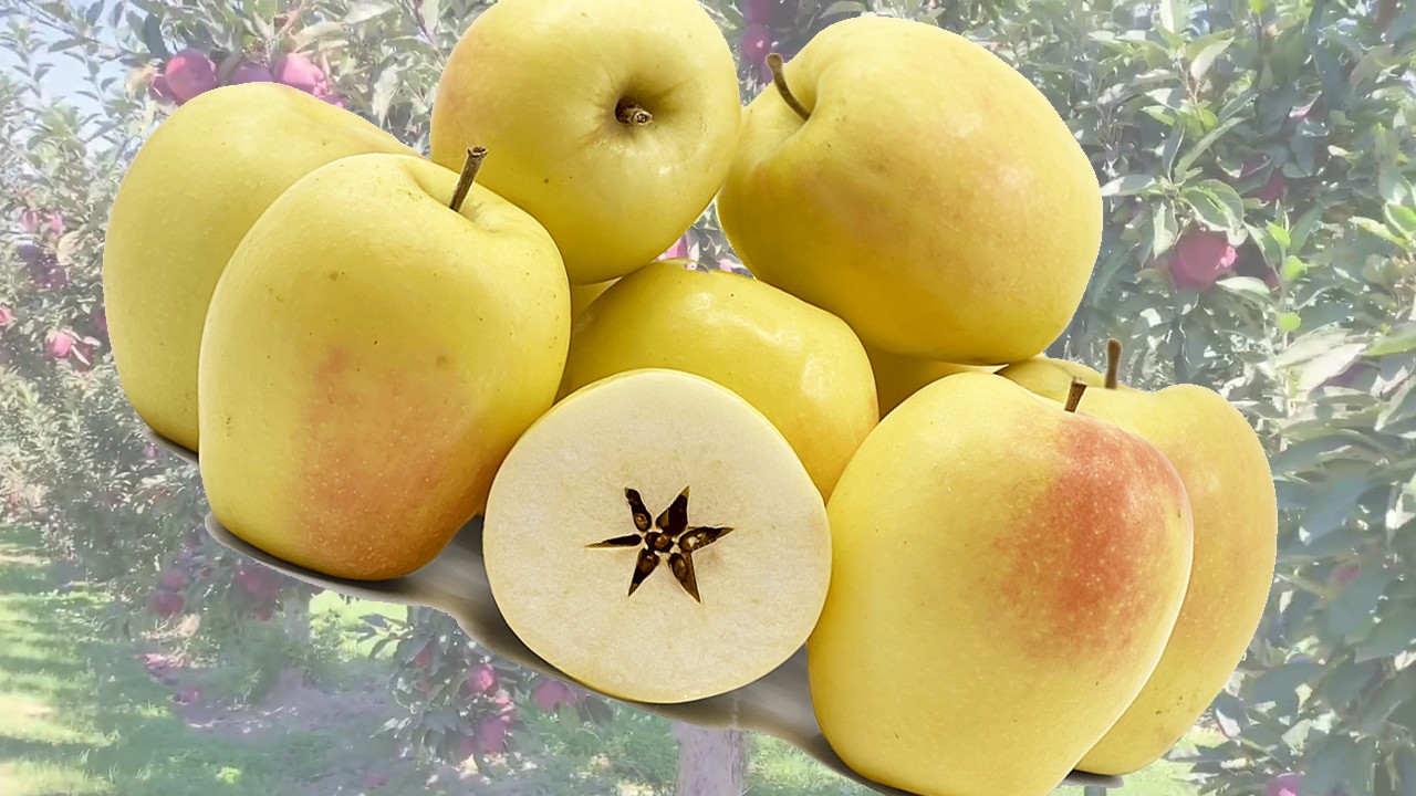 Candil Apples (Яблоня Кандиль) Candil Apples (Яблоня Кандиль)