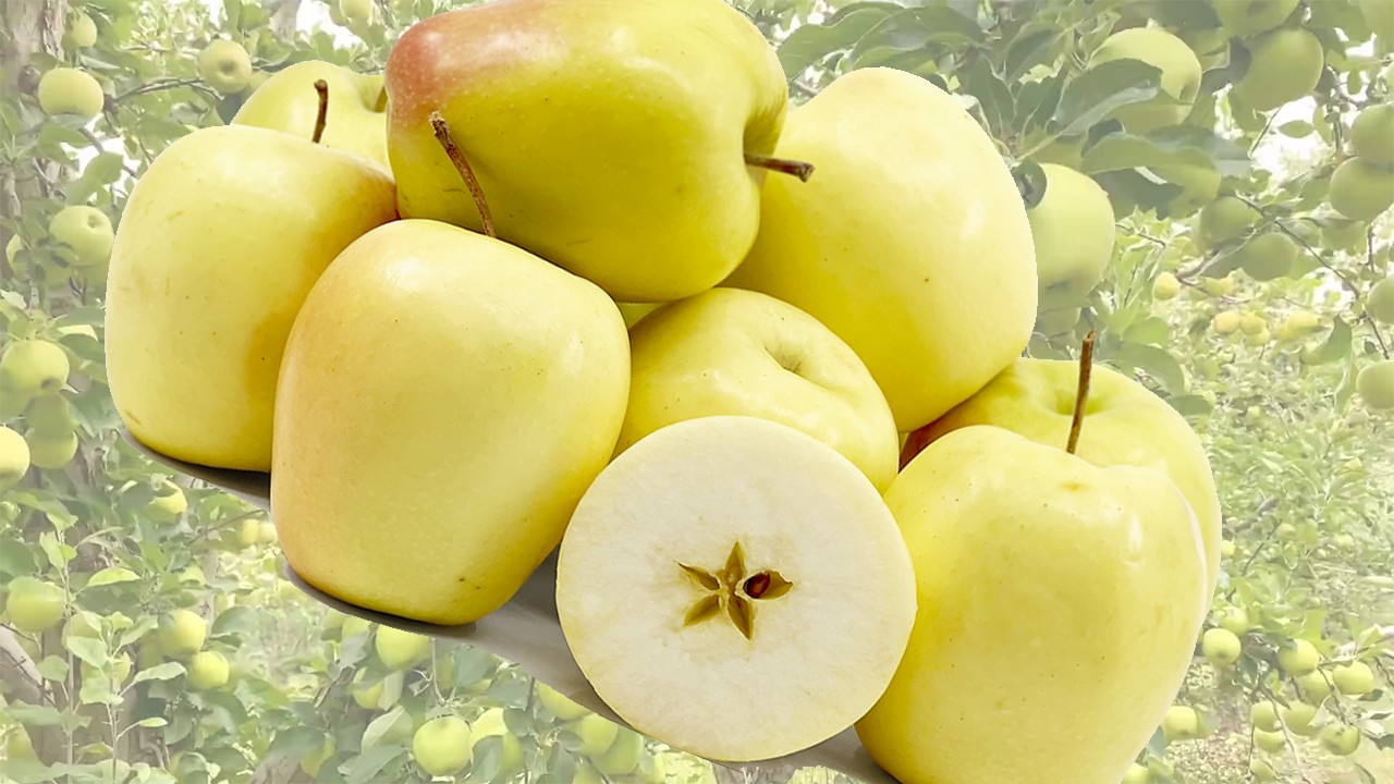Candil Sunrise Apples (Яблоня Кандиль Санрайз) Candil Sunrise Apples (Яблоня Кандиль Санрайз)