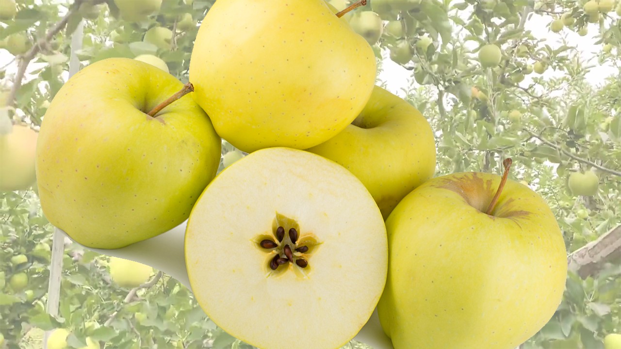 Candy Crisp Apples (Яблоня Канди Крисп) Candy Crisp Apples (Яблоня Канди Крисп)