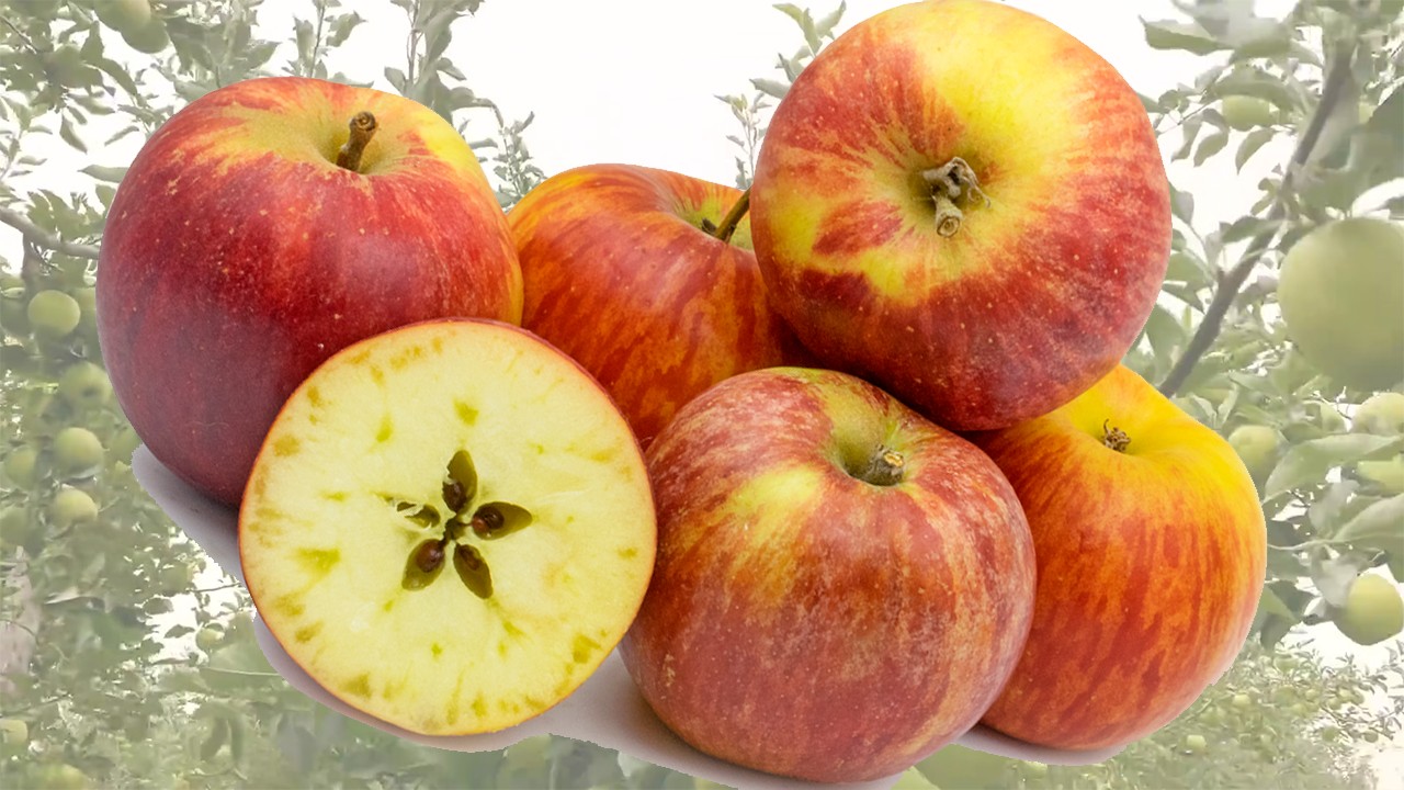 Carswell’s Orange Apples (Яблоня Карсвелс Оранж) Carswell’s Orange Apples (Яблоня Карсвелс Оранж)