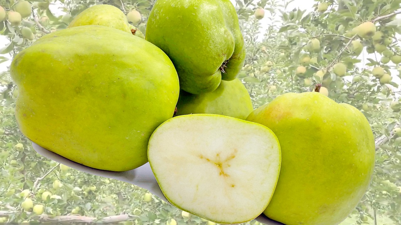 Catshead Apples (Яблоня Кэтсхед) Catshead Apples (Яблоня Кэтсхед)