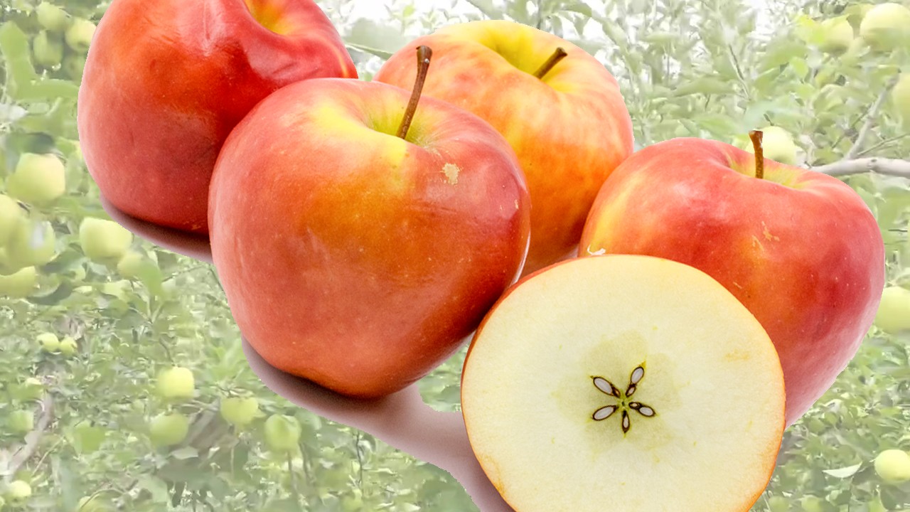 Cheekie Apples (Яблоня Чики) Cheekie Apples (Яблоня Чики)
