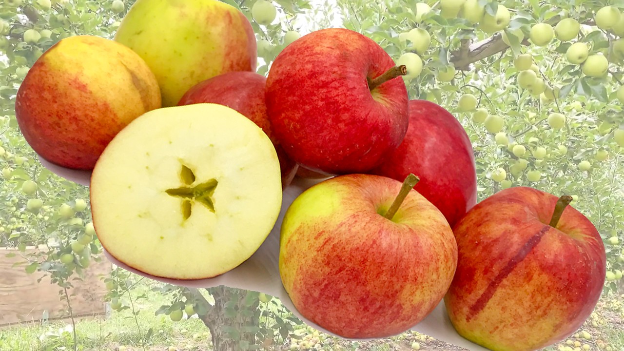 Chegworth Beauty Apples (Яблоня Чегворт Бьюти) Chegworth Beauty Apples (Яблоня Чегворт Бьюти)