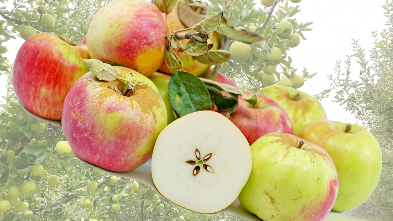 Cinnamon Spice Apples (Яблоня Циннамон Спайс) Cinnamon Spice Apples (Яблоня Циннамон Спайс)