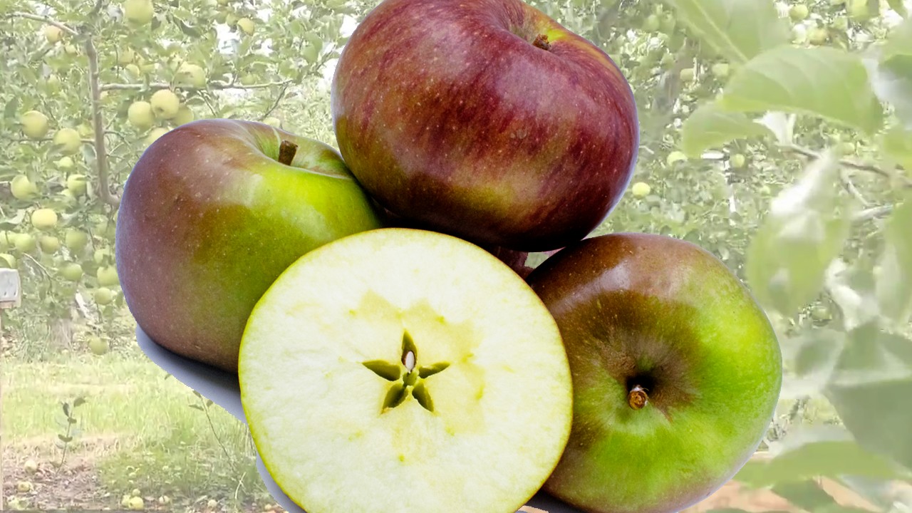 Coeur de Boeuf Apples (Яблоня Кер де Беф) Coeur de Boeuf Apples (Яблоня Кер де Беф)
