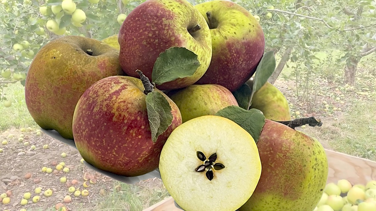 Cornish Aromatic Apples (Яблоня Корниш Ароматик) Cornish Aromatic Apples (Яблоня Корниш Ароматик)