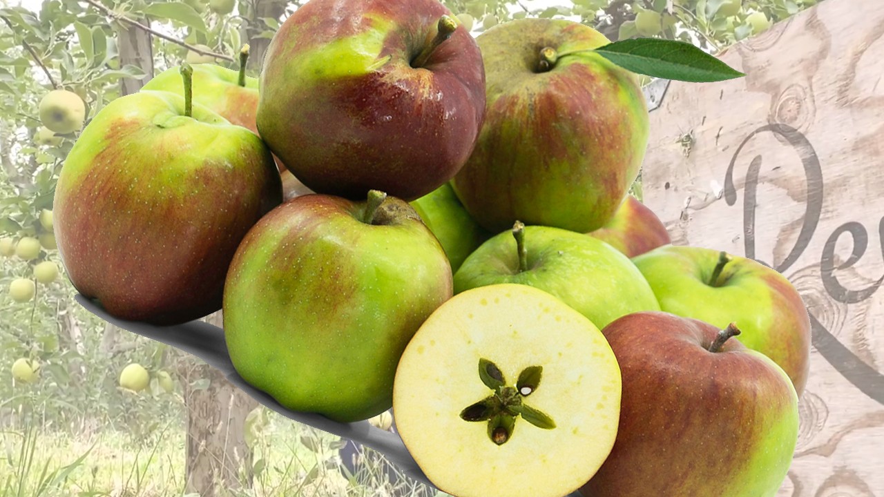 Cornish Gilliflower Apples (Яблоня Корниш Джиллифлауэр) Cornish Gilliflower Apples (Яблоня Корниш Джиллифлауэр)