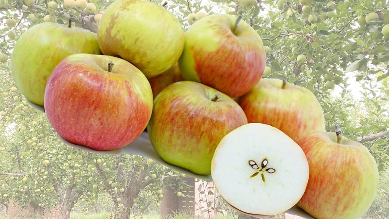 Cortland Apples (Яблоня Кортленд) Cortland Apples (Яблоня Кортленд)