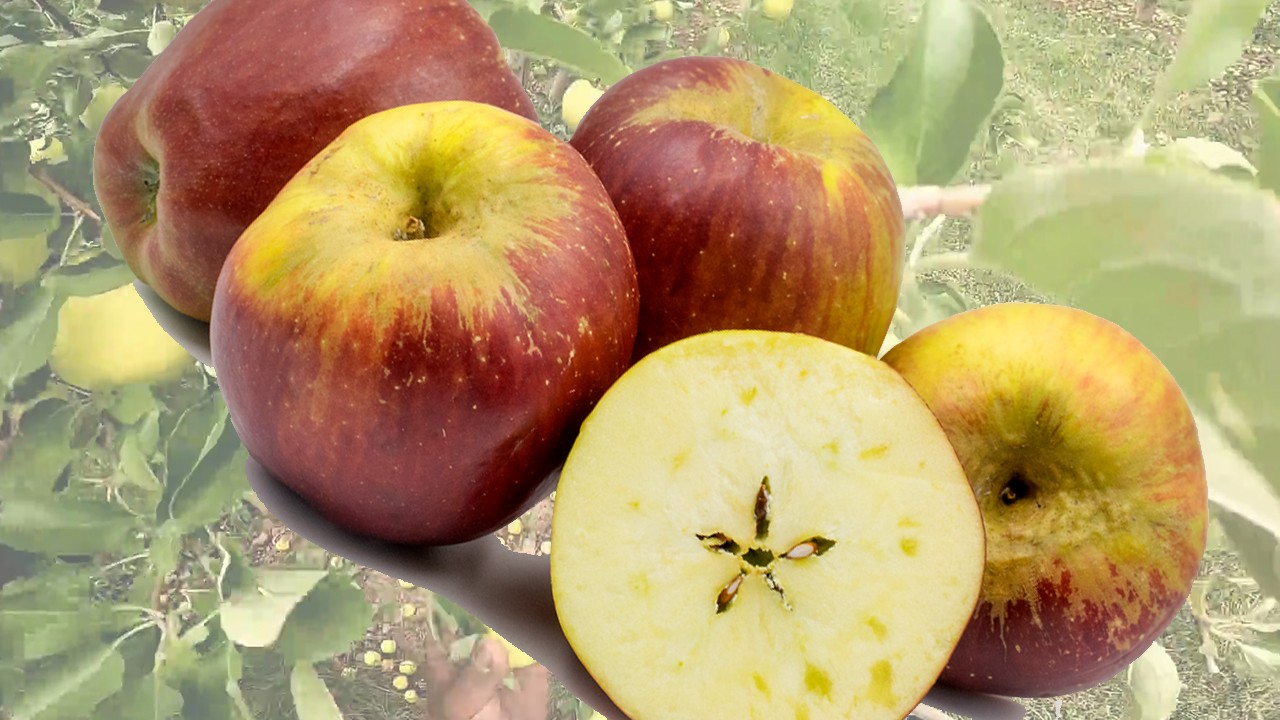 Costard Apples (Яблоня Костард) Costard Apples (Яблоня Костард)