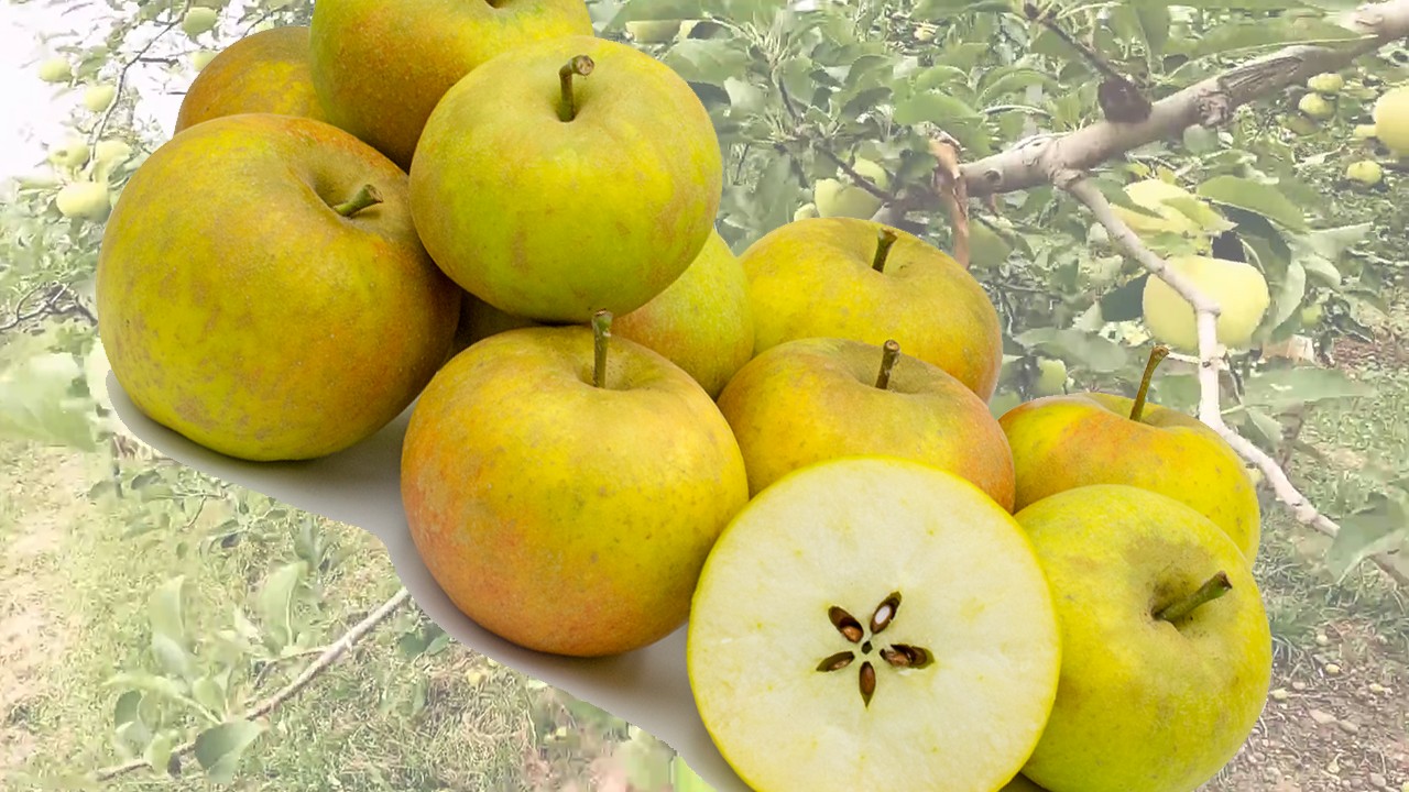 Court of Wick Apple (Яблоня Курт оф Вик) Court of Wick Apple (Яблоня Курт оф Вик)