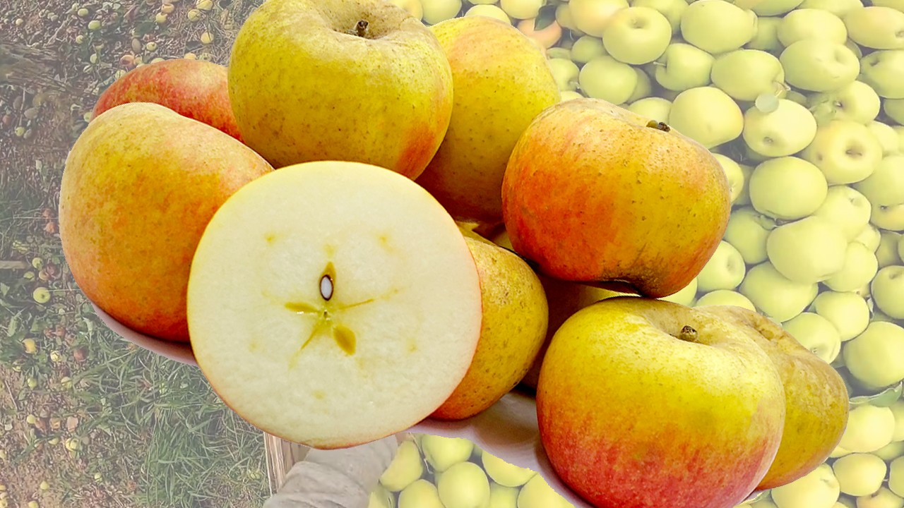 Court Pendu Plat Apples (Яблоня Курт Пенди Плат) Court Pendu Plat Apples (Яблоня Курт Пенди Плат)