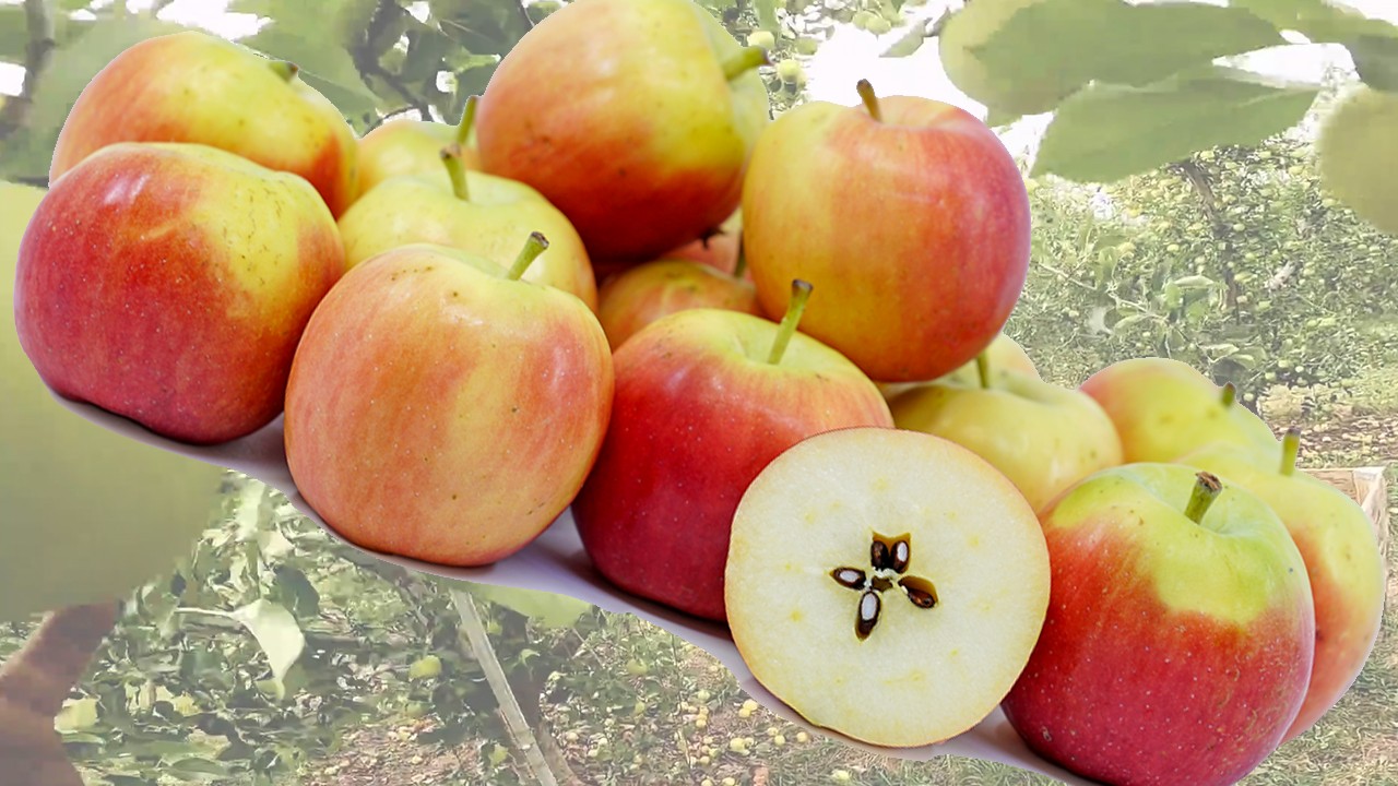 Crimson Gold Apples (Яблоня Кримсон Голд) Crimson Gold Apples (Яблоня Кримсон Голд)