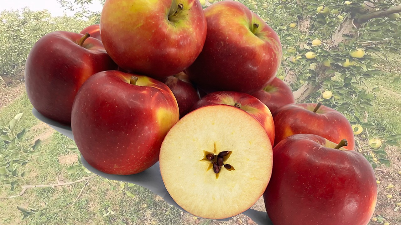 Crimson Crisp Apples (Яблоня Кримсон Крисп) Crimson Crisp Apples (Яблоня Кримсон Крисп)
