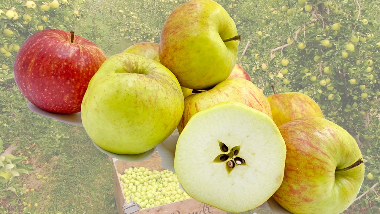 Crowngold Apples (Яблоня Краунголд) Crowngold Apples (Яблоня Краунголд)