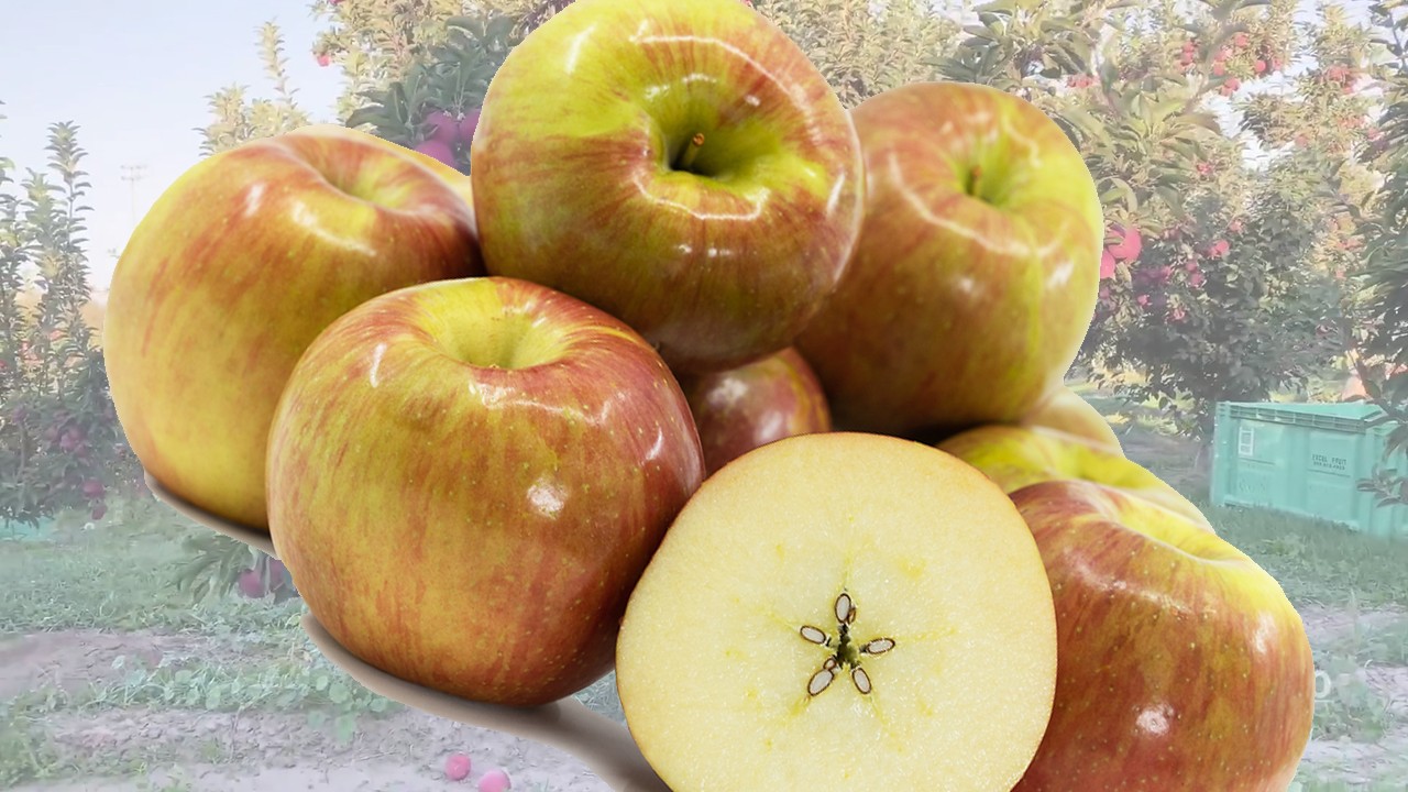 EverCrisp Apples (Яблоня Эве Крисп) EverCrisp Apples (Яблоня Эве Крисп)