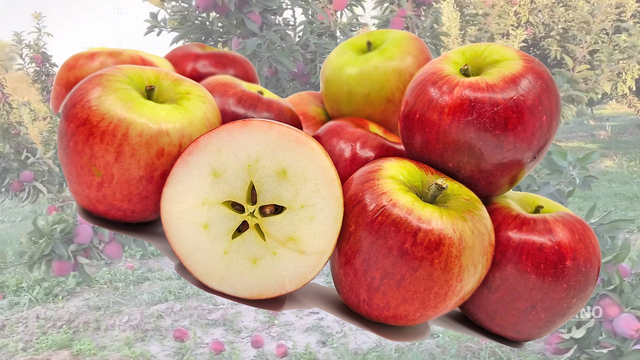 Faversham Creek Apples (Яблоня Фавершем Крик) Faversham Creek Apples (Яблоня Фавершем Крик)
