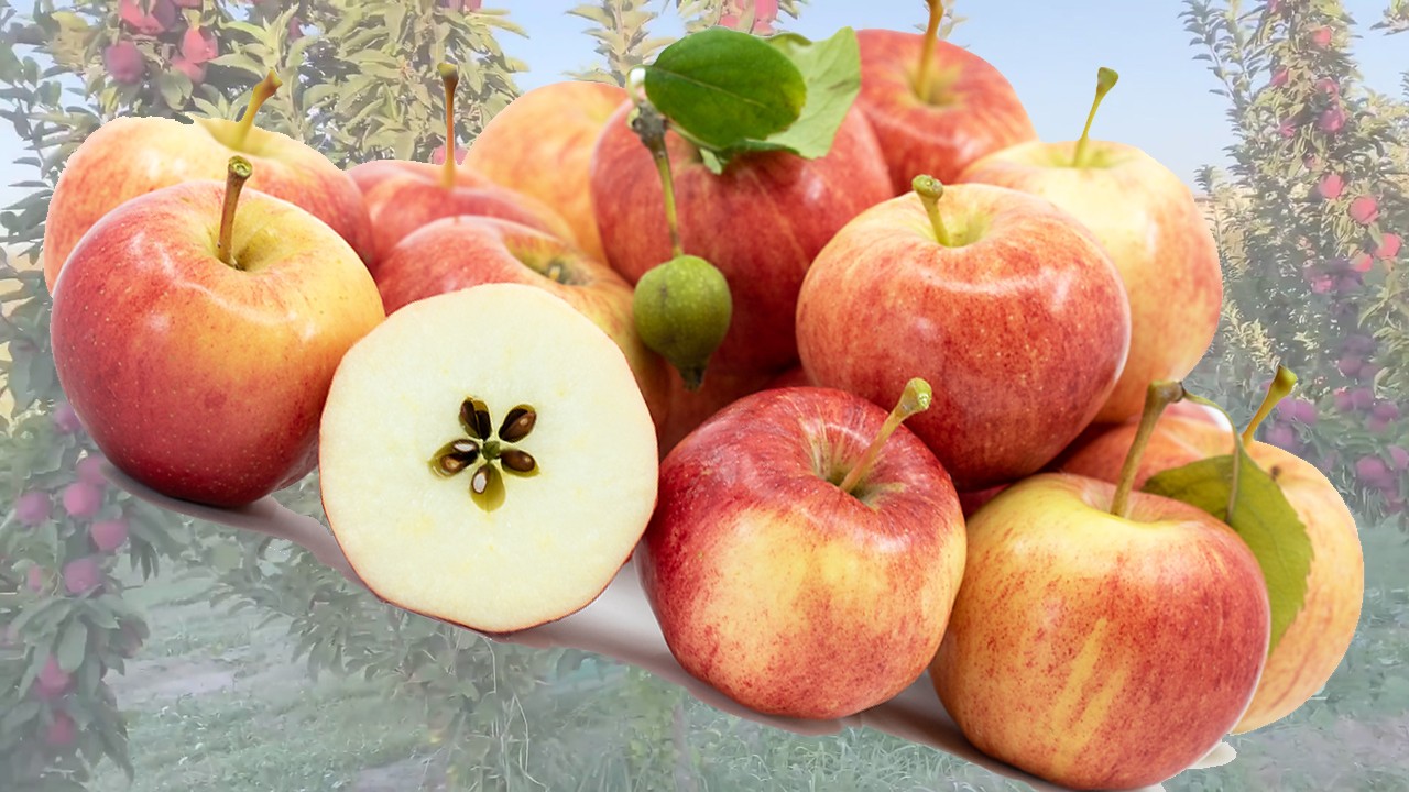 Fortune Apples (Яблоня Фортуна) Fortune Apples (Яблоня Фортуна)