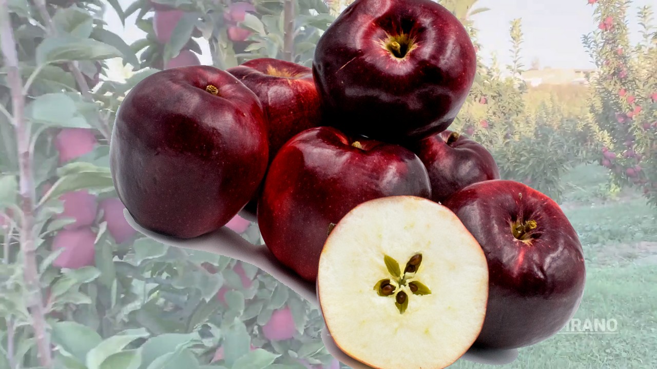 Frambroise Apple (Яблоня Фрамбройз) Frambroise Apple (Яблоня Фрамбройз)