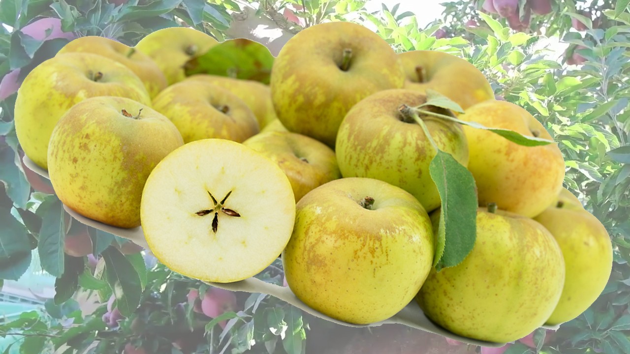 Golden Russet (Яблоня Голден Рассет) Golden Russet (Яблоня Голден Рассет)