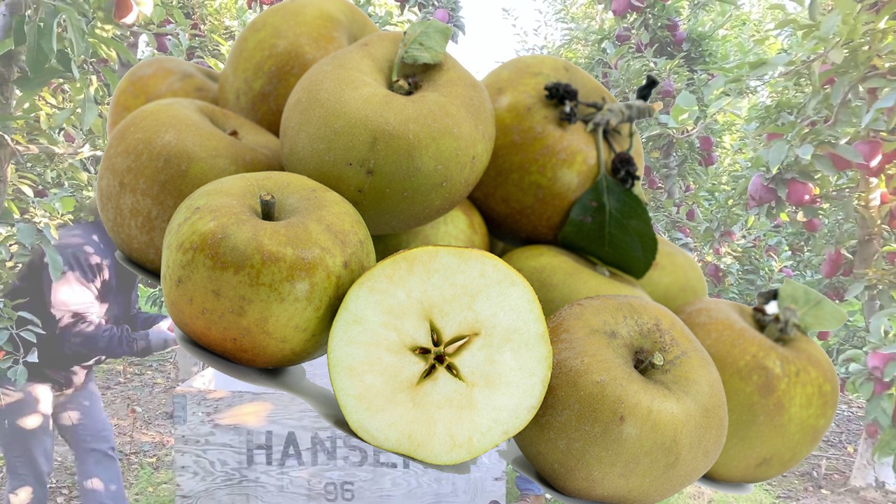Reinette Grise du Canada Apples Reinette Grise du Canada Apples