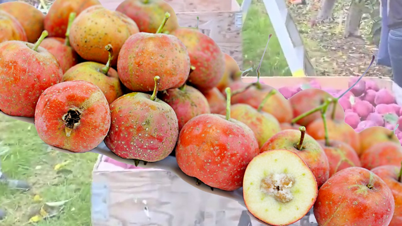 Hawthorn Apples (Яблоня Хавторн) Hawthorn Apples (Яблоня Хавторн)
