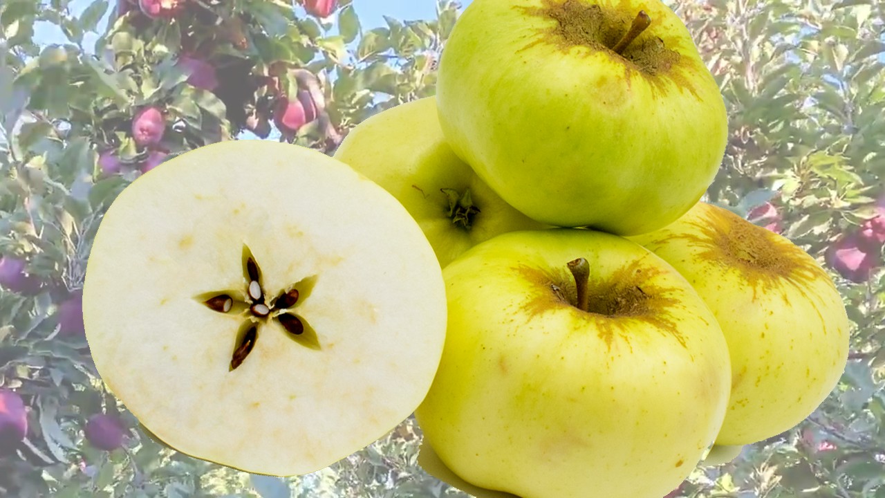 Hawthornden Apple (Яблоня Хавторнед) Hawthornden Apple (Яблоня Хавторнед)