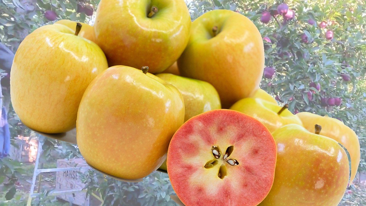 Hidden Rose Apples (Яблоня Хидден Роуз) Hidden Rose Apples (Яблоня Хидден Роуз)